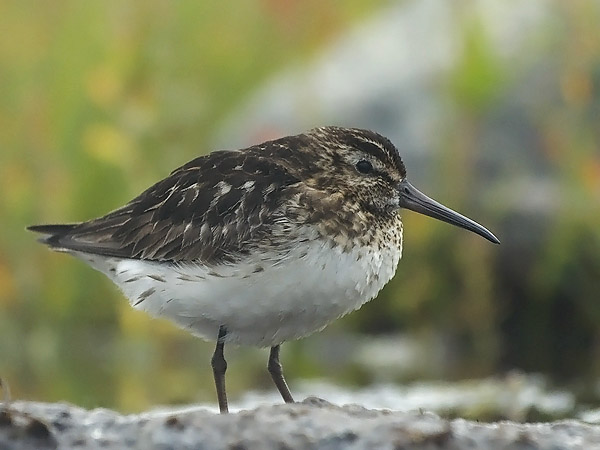Jänkäsirriäinen, Broad-billed Sandpiper, Calidris falcinellus